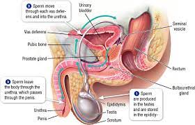 Sudah lama mama nggak ngerasain sperma kamu sayang. Klinik Holistik Elif Medika No Izin 0887 10 23 Pk Viii 2016 Klinik Holistik Infertilitas Dan Program Hamil Ditangani Tenaga Kesehatan Medik Dan Tradisional Home Konsultasi Pengiriman 450 Testimoni Disclaimer Galeri Kegiatan Buat Janji