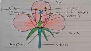 Labeled educational green algae structure. Diagram Of Parts Of Hibiscus Flower Novocom Top