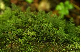 Image result for Polyphlebium