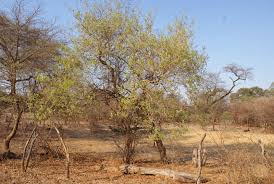 Image result for Combretum psidioides