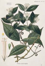 Image result for Strychnos innocua