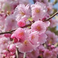 Deciduous trees trees and shrubs flowering trees pink trees pink flowers pink mountains perhaps you even welcomed it? Prunus Accolade Buy Pink Flowering Cherry Blossom Trees