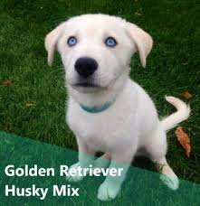 At times, they may come off as obnoxious and act on their volition. 9 Facts About The Golden Retriever Husky Mix Aka Goberian Animalso