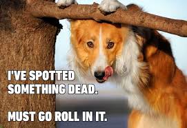 Newton plague colors prism dispersion meme funny memes. 15 Hilarious Dog Memes You Ll Laugh At Every Time Reader S Digest