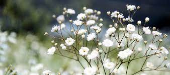Bunga ini memiliki waktu mekar yang sangat panjang yaitu yang berlangsung dari awal musim panas ke musim gugur awal di kebanyakan daerah. Update Harga Bibit Dan Bunga Baby S Breath Di Pasaran Daftar Harga Tarif