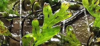 Image result for Crepidomanes chevalieri