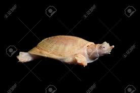 Albino florida softshell turtles, apalone ferox, at the 1998 national reptile. Albino Chinese Soft Shell Turtle Pelodiscus Sinensis Stock Photo Picture And Royalty Free Image Image 84116503