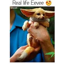Pin Von Vikki Mok Auf Eevee