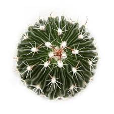 Propagating cacti with stem and leaf cuttings is the second best way to propagate cacti. Stenocactus Multicostatus Wave Cactus All Plants Cactus Plants