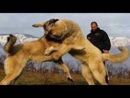 kangal vs kafkas ve kangal vs alman kurdu kirma kangalgucu youtube