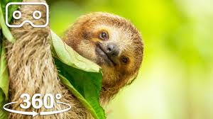 Their length is from 18 to 34 inches. Three Toed Sloth Survives 6m Fall From The Treetops Vr 360 Seven Worlds One Planet Youtube