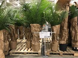 You can grow almost any kind of plant you like; Costco Live Palm Plants Available In Store Palm Plant Palm Plants