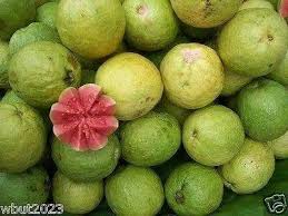 A tasty guava that has a distinct strawberry flavor. 25 Tropical Guava Plant Seed Psidium Guajava Fruit Tree Shrub Perenni