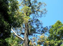 Image result for Eucalyptus paniculata