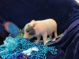 There are 236 pet pig for sale for sale on etsy, and they cost $19.95 on average. Teacup Pig Quotes Quotesgram
