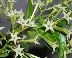 Mar 07, 2017 · night blooming jasmine (cestrum nocturnum) is one of the strongest, most delectable flower scents you will ever smell, and once you encounter its aroma, you'll have a hard time letting go! Things To Know About The Night Blooming Jasmine Cestrum Nocturnum Dengarden