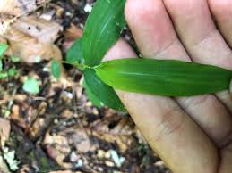 Image result for Microstegium