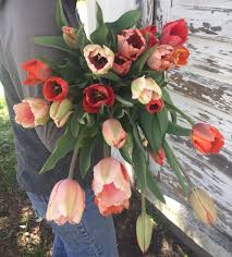 Buy and sell locally in durham, nc. Cut Flowers Mama Springs Farm