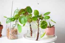 Warum man die pilea peperomioides am liebsten ufopflanze nennt, erkennen sie sofort, wenn sie diese sehen. Pilea Vermehren Mit Ablegern 5 Super Infos Zur Pflege Der Pilea
