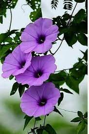 Sign In Morning Glory Flowers Beautiful Flowers Amazing Flowers