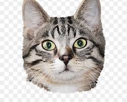 Image of Cat head
