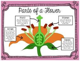 Parts Of A Flower Anchor Chart Parts Of A Flower Anchor