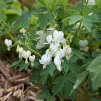 Image result for Dicentra spectabilis alba