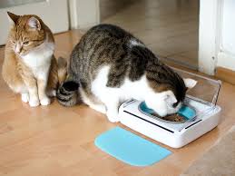 Stattdessen sind sie in echter not! 5 Tipps Fur Eine Katzengerechte Wohnung Andysparkles De