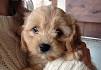 Cavachon puppies for sale by Foxglove Farm | Cavachon ...