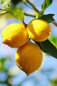 Protect Your Citrus Trees Now To Get More Fruit Later In 2020 Citrus Trees Lemon Tree Lemons
