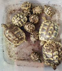Jetzt arbeitet meine mutter mehr, denn der beruf von meiner mutter macht meiner mutter spaß. Schildkroten Nehmen Entspannungsbad Vor Winterschlaf Hallo Hier Spricht Emely