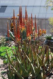 Image result for Aloe lutescens