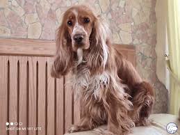 Salve a tutti da qualche tempo io e la mia famiglia abbiamo perso il nostro amato cocker spaniel, e stiamo considerando l'acquisto di un nuovo cane. Gruppo Cocker Spaniel Inglese