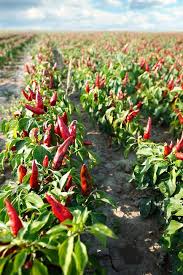 Capsicum Annuum Or Chili Peppers Being Grown To Make Hungarian Paprika Kalocsa Hungary Chilli Plant Stuffed Peppers Plants