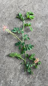 Image result for Indigofera spicata