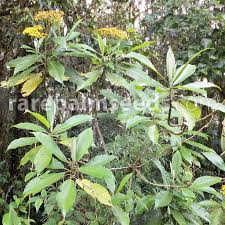 Image result for Solanecio mannii