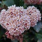 Image result for Rogiera amoena