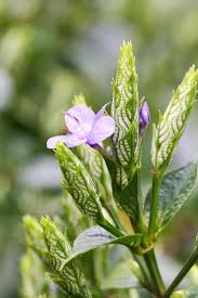 Image result for Eranthemum pulchellum