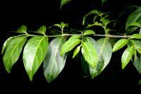 Image result for Canthium oligocarpum