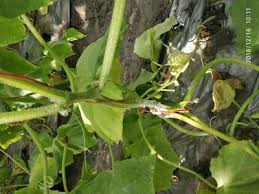Image result for Mealybug cucumber