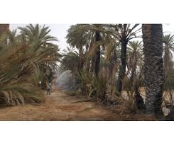 الدار حريق مهول يلتهم آلاف النخيل بواحة تغمرت ضواحي كلميم صور Plants