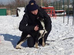 England saving romanian strays saving stray dogs (romania & bulgaria) saving suffering strays sarajevo saving the gran canaria podencos saving yorkshire's dogs (syd) scottish dalmatian welfare scottish greyhound sanctuary scotland scottishspca ayrshire and southwest scotland. Volontariato In Romania Save The Dogs And Other Animals Onlus