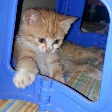 Evde Kedi Beslenir Mi Kedi Beslemek Caiz Mi
