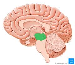 By learning how to assess the function of the brainstem nuclei. Brainstem Definition Anatomy Parts Function Kenhub