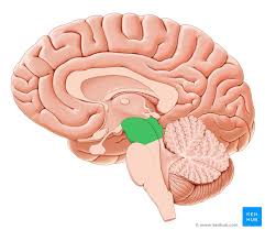Motor control over 4 of 6 eye muscles and levator palpebrae superioris. Brainstem Definition Anatomy Parts Function Kenhub
