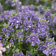 Image result for Nemesia fruticans