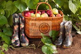 Hier findet ihr die schönsten gummistiefel für einen tag im garten. Gummistiefel Mit Muster Und Weidenkorb Mit Reifen Apfeln Im Garten Fototapete Fototapeten Kultivierung Wicker Booten Myloview De