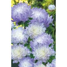 Johnsons Seeds Aster Duchess Blue Ice Home Depot Canada Beautiful Flowers Flower Seeds Fall Flowers