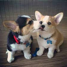 Hammyandpandacorgis Cute Animals Cute Dogs Cute Corgi Puppy