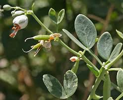 Image result for Zygophyllum